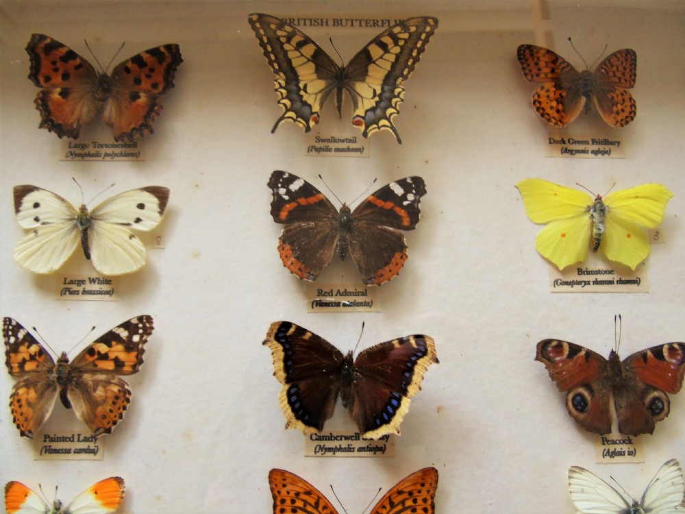 Antique Cased British Butterfly Specimens View III