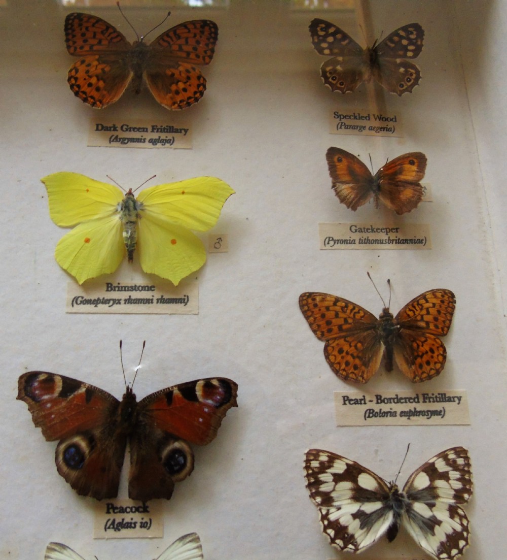 Antique Cased British Butterfly Specimens View IV
