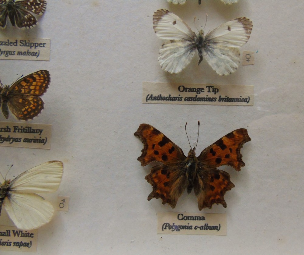 Antique Cased British Butterfly Specimens View V