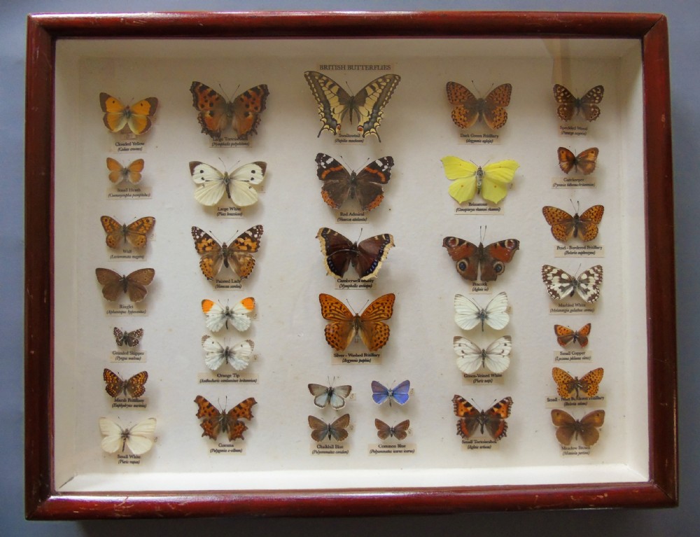 Antique Cased British Butterfly Specimens View VI