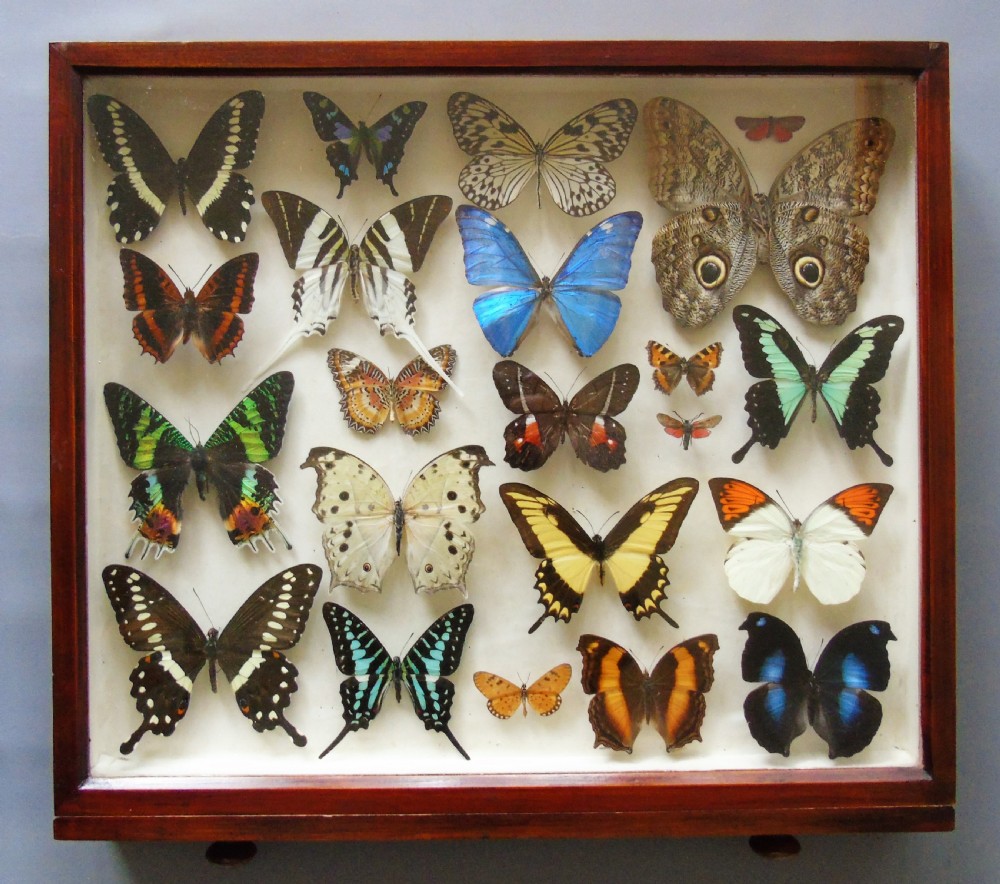 Superb Antique Collection Butterfly Specimens Mahogany Case
