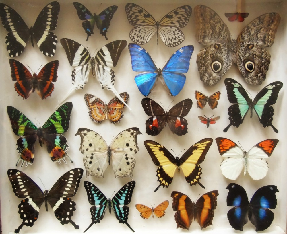 Superb Antique Collection Butterfly Specimens Mahogany Case View II