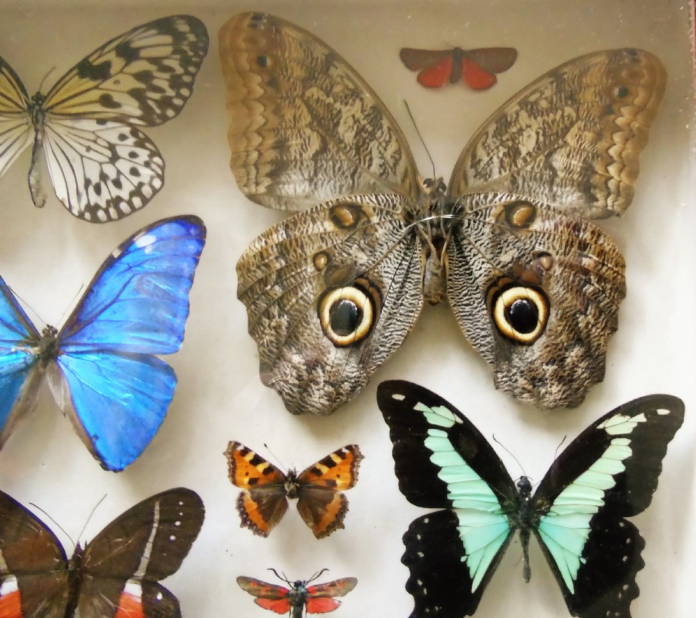 Superb Antique Collection Butterfly Specimens Mahogany Case View III
