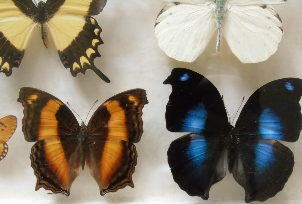Superb Antique Collection Butterfly Specimens Mahogany Case View IV