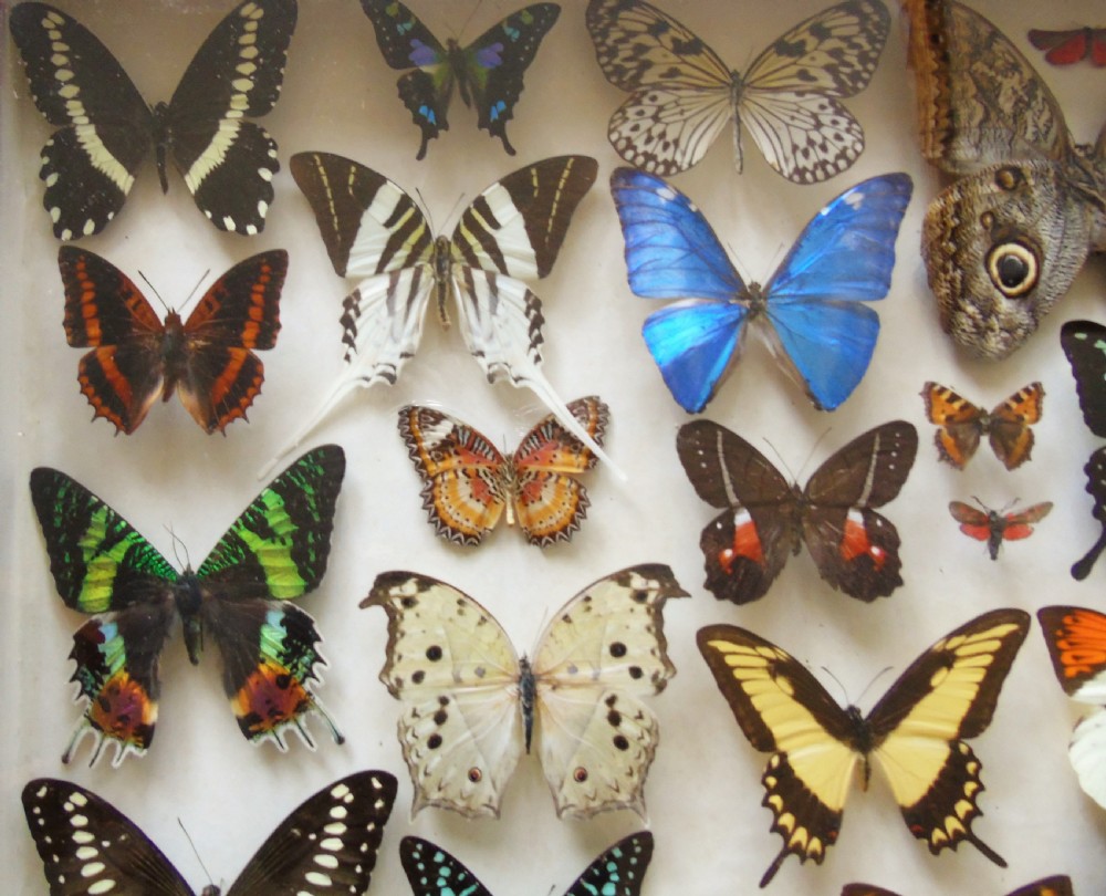 Superb Antique Collection Butterfly Specimens Mahogany Case View V