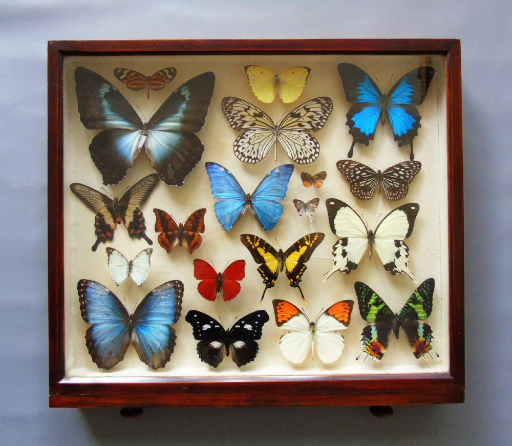 Superb Antique Collection Butterfly Specimens Mahogany Case View II