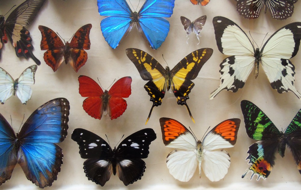 Superb Antique Collection Butterfly Specimens Mahogany Case View III