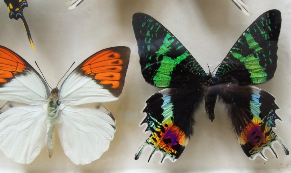 Superb Antique Collection Butterfly Specimens Mahogany Case View IV