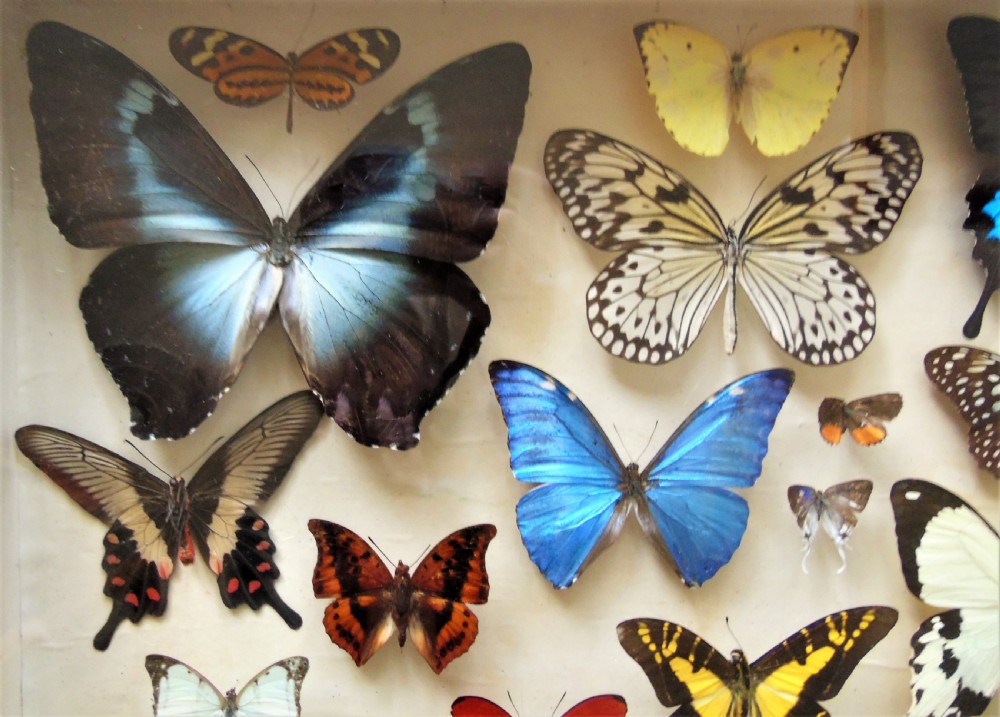 Superb Antique Collection Butterfly Specimens Mahogany Case View V