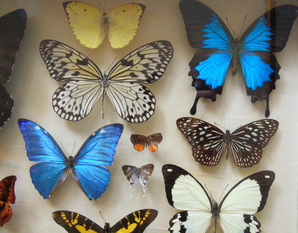 Superb Antique Collection Butterfly Specimens Mahogany Case View VI