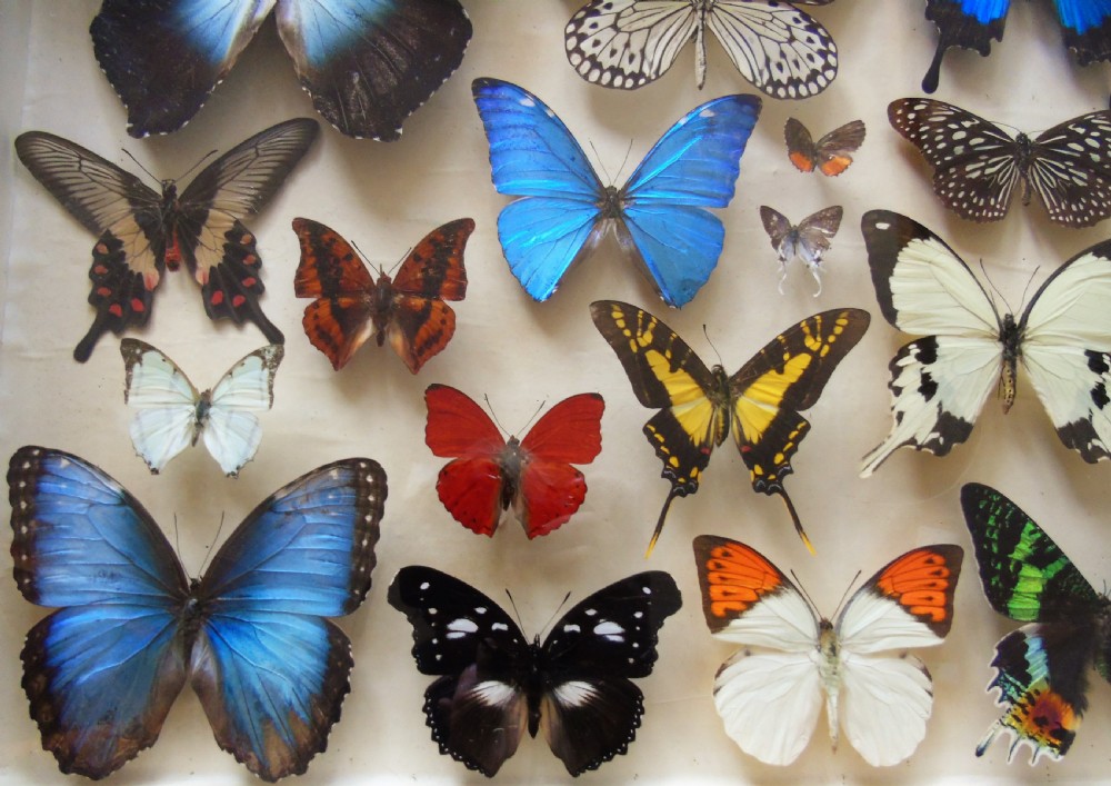 Superb Antique Collection Butterfly Specimens Mahogany Case View VII