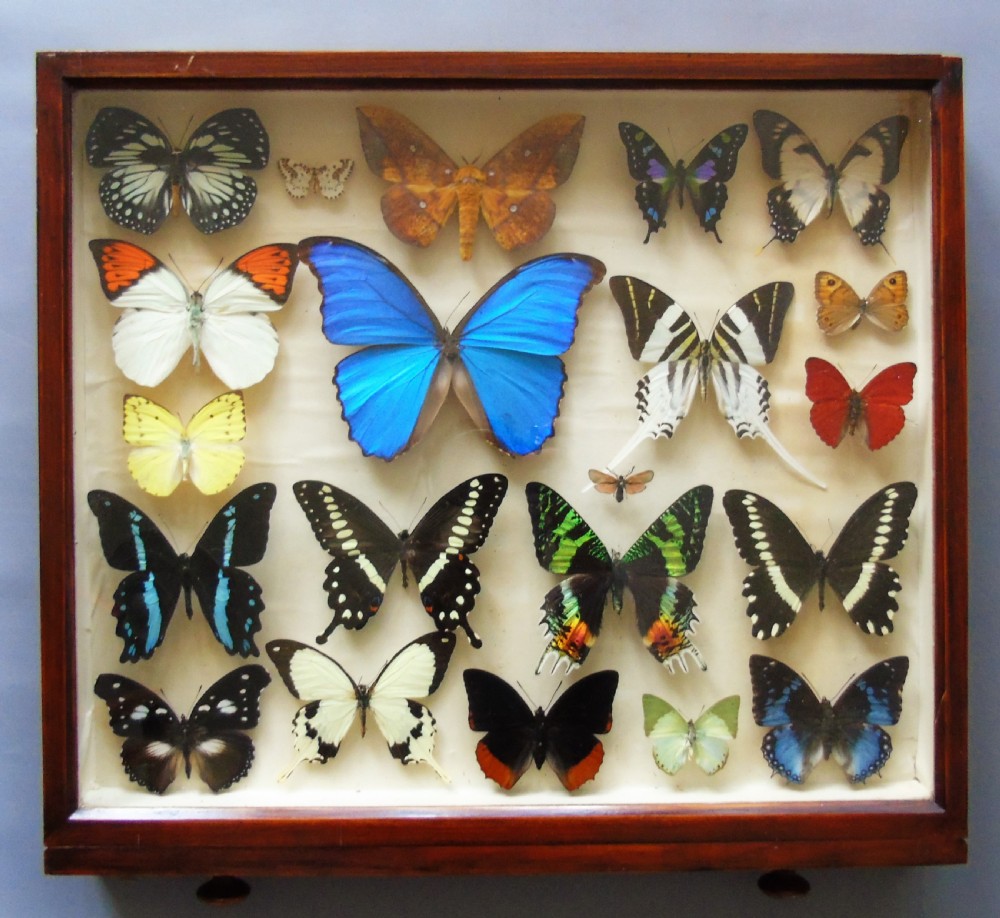 Superb Antique Collection Butterfly Specimens Mahogany Case