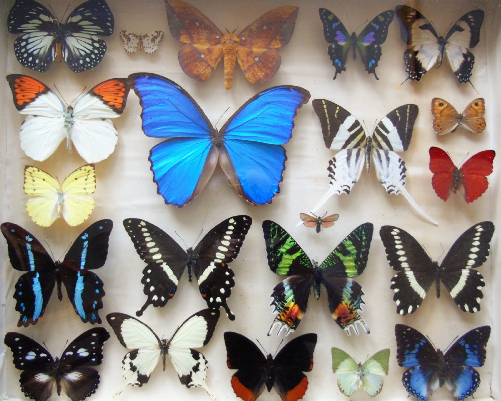 Superb Antique Collection Butterfly Specimens Mahogany Case View II