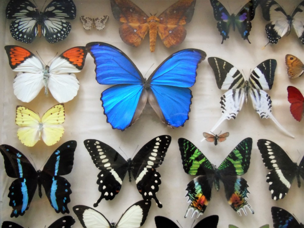Superb Antique Collection Butterfly Specimens Mahogany Case View III
