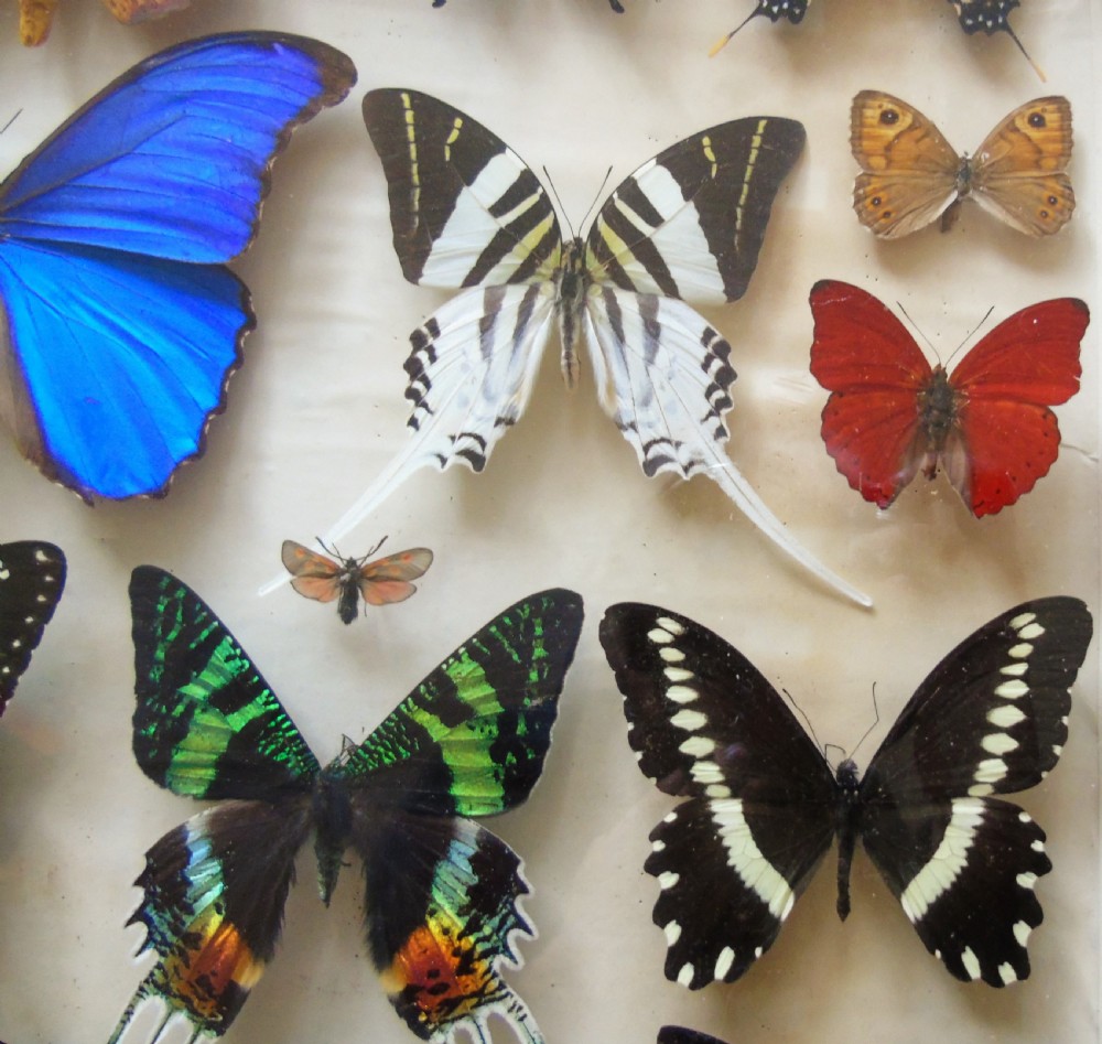 Superb Antique Collection Butterfly Specimens Mahogany Case View IV