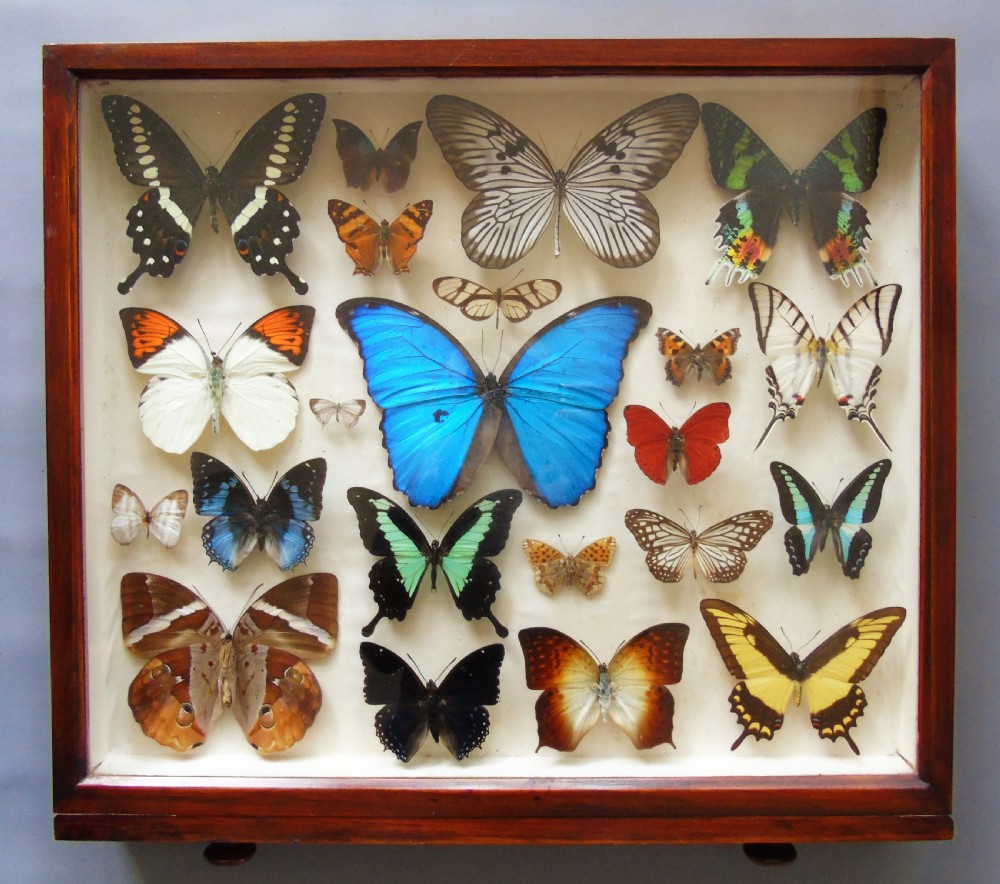 Superb Antique Collection Butterfly Specimens Mahogany Case View II
