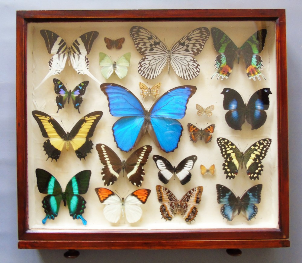 Superb Antique Collection Butterfly Specimens Mahogany Case