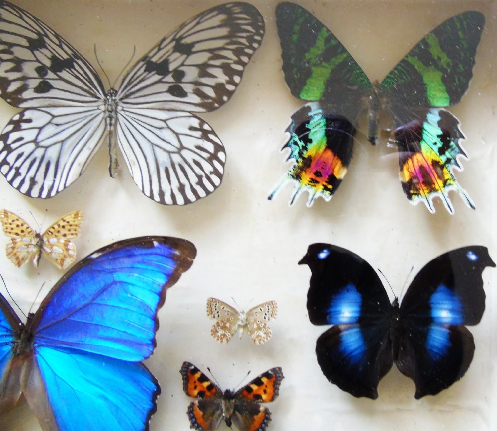 Superb Antique Collection Butterfly Specimens Mahogany Case View III