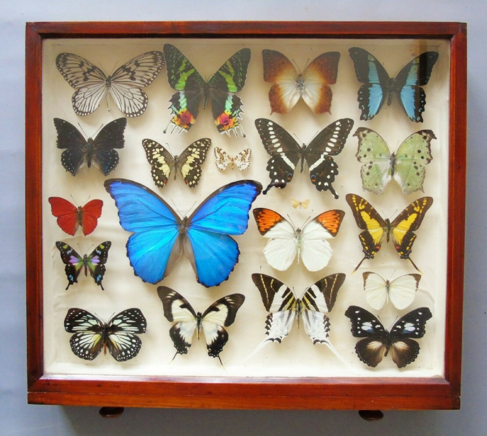 Superb Antique Collection Butterfly Specimens Mahogany Case