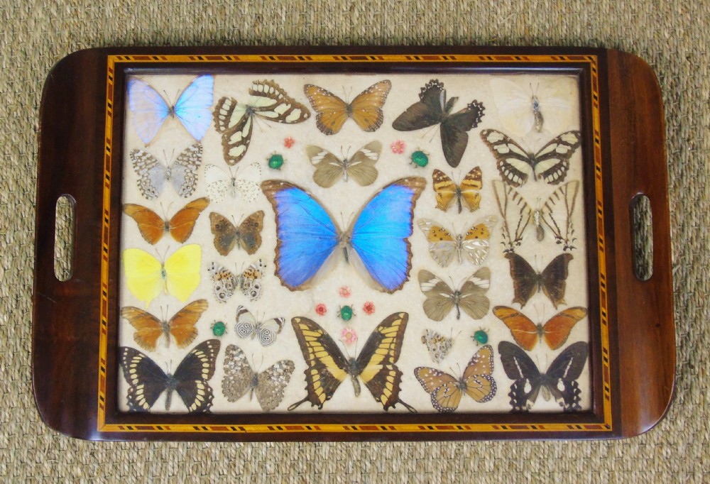 Early 20th Century Inlaid Mahogany Butterfly Tray