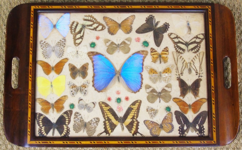 Early 20th Century Inlaid Mahogany Butterfly Tray View II
