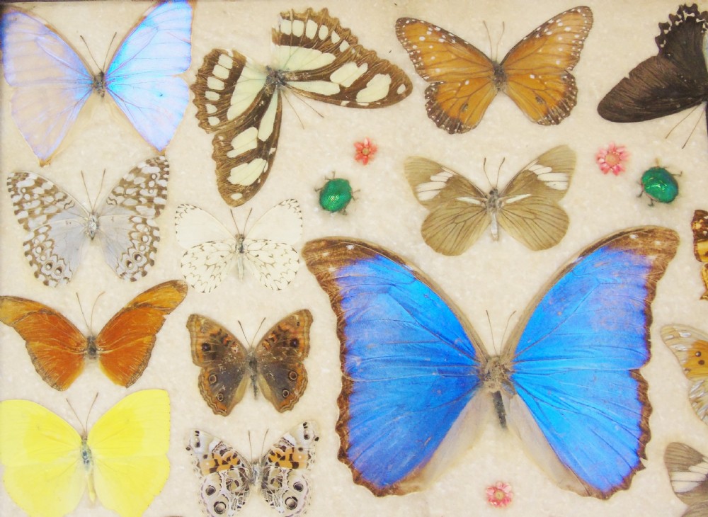 Early 20th Century Inlaid Mahogany Butterfly Tray View III