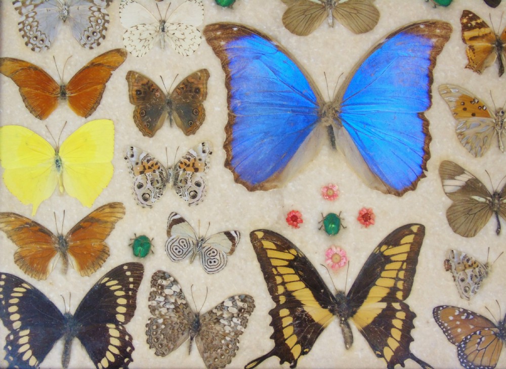 Early 20th Century Inlaid Mahogany Butterfly Tray View VI