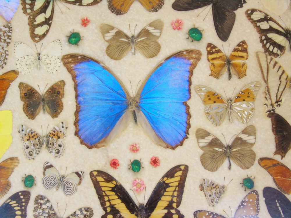 Early 20th Century Inlaid Mahogany Butterfly Tray View VII