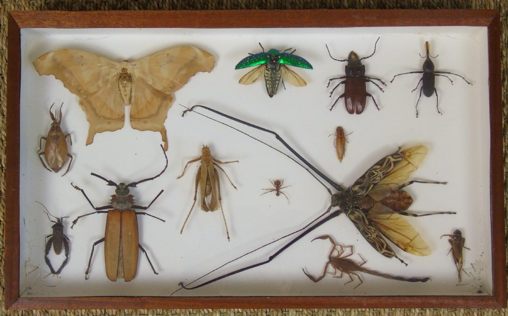 Antique Cased Insects Specimen Cabinet View II