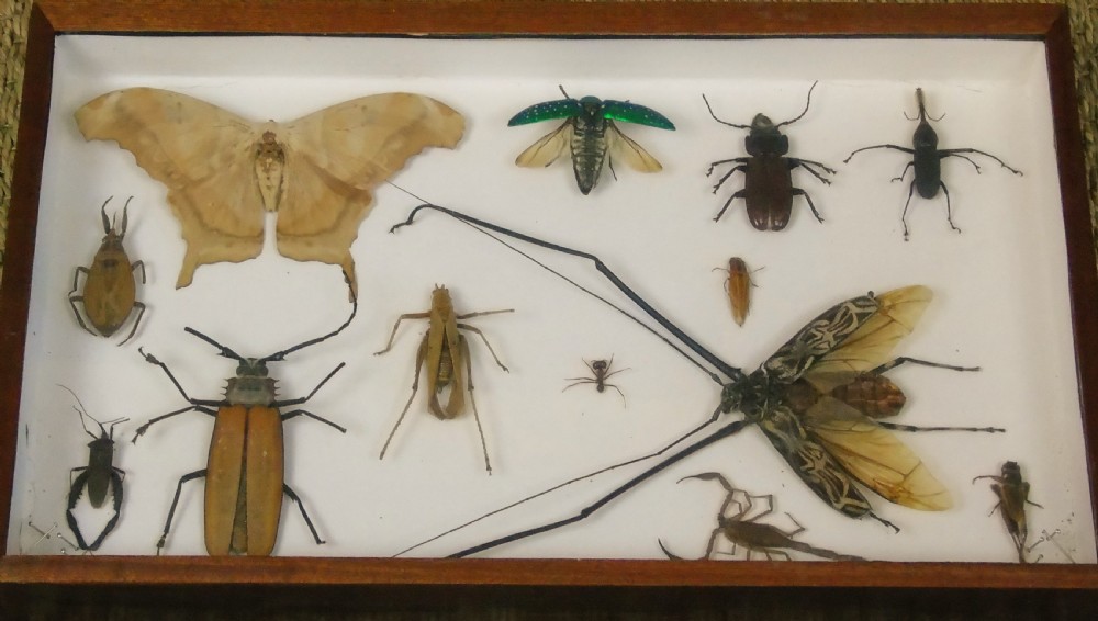 Antique Cased Insects Specimen Cabinet View III