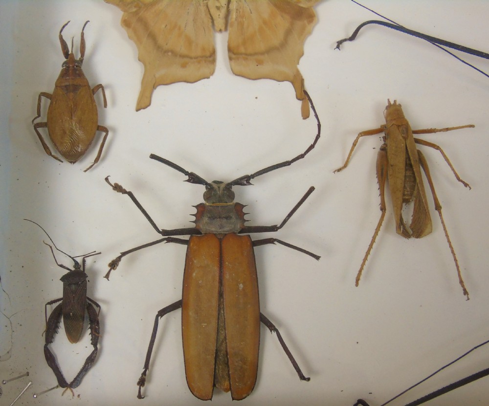 Antique Cased Insects Specimen Cabinet View IV