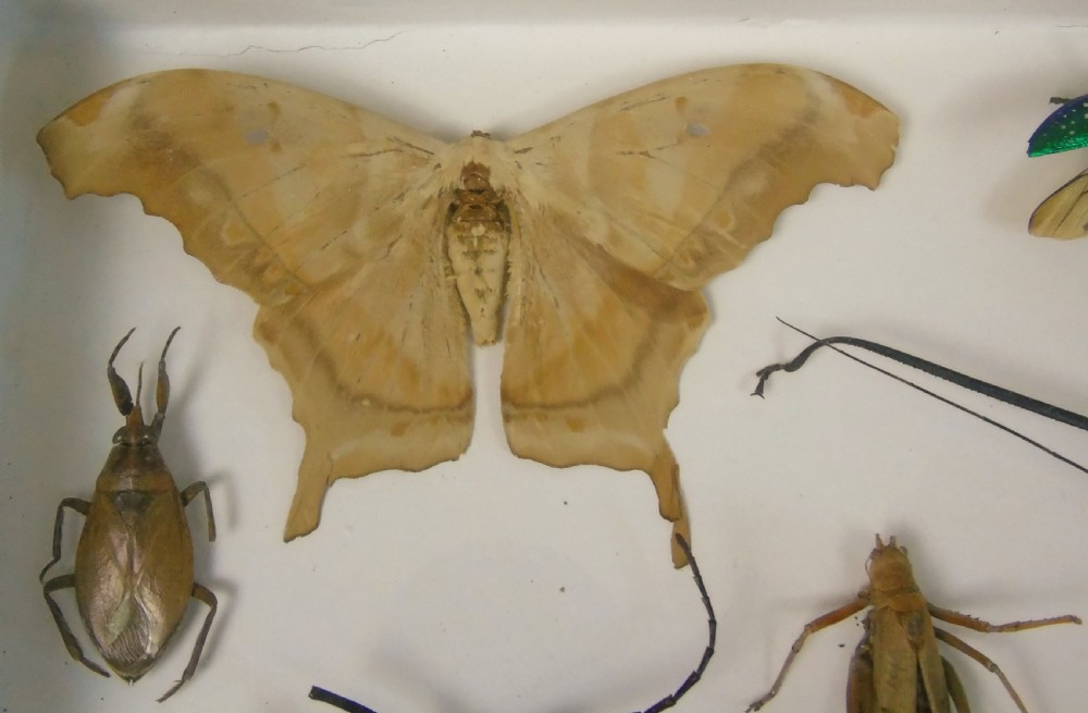 Antique Cased Insects Specimen Cabinet View V