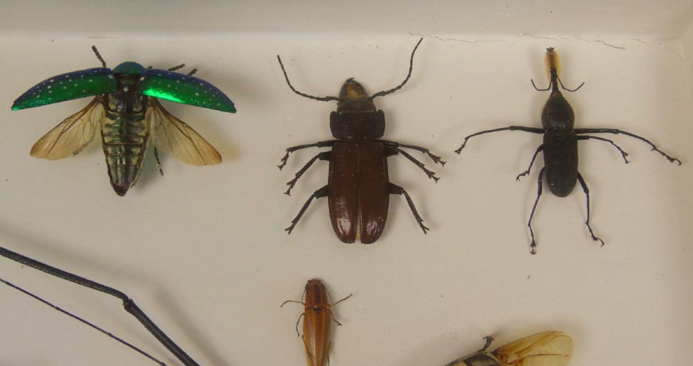 Antique Cased Insects Specimen Cabinet View VI