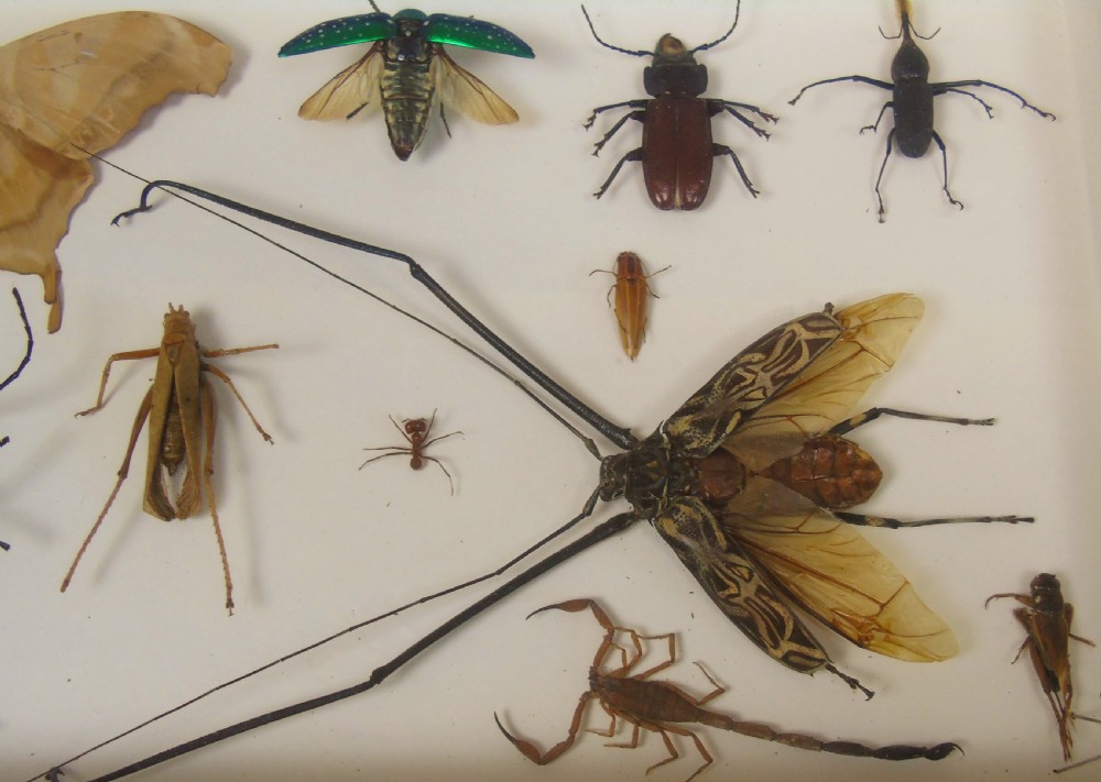 Antique Cased Insects Specimen Cabinet View VII