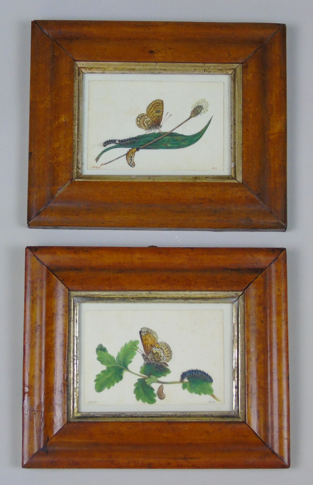 Antique Pair of Watercolours Paintings Butterflies and Pupae