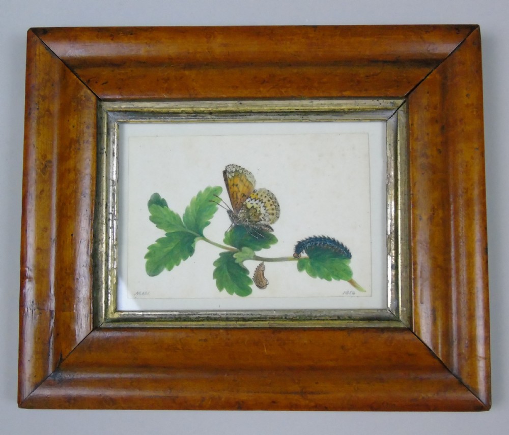 Antique Pair of Watercolours Paintings Butterflies and Pupae View II