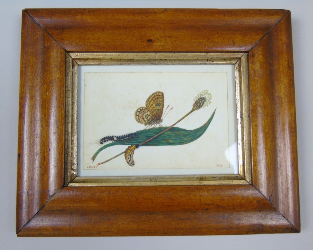 Antique Pair of Watercolours Paintings Butterflies and Pupae View III