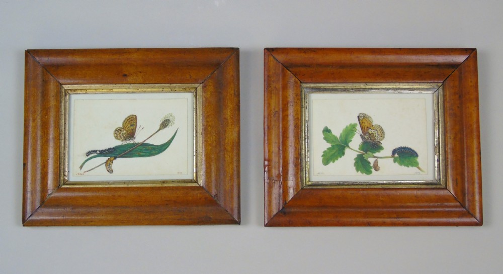 Antique Pair of Watercolours Paintings Butterflies and Pupae View IV