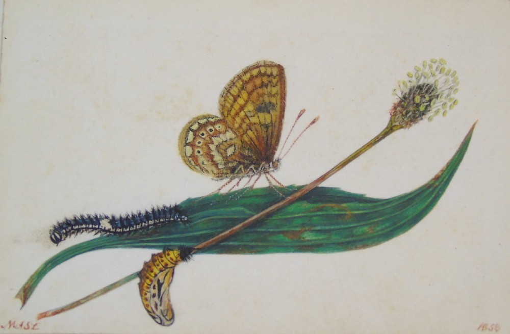Antique Pair of Watercolours Paintings Butterflies and Pupae View VI
