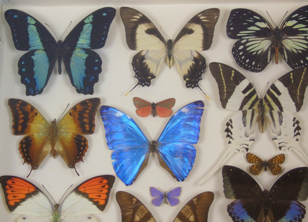Antique Specimen Butterfly Case View II
