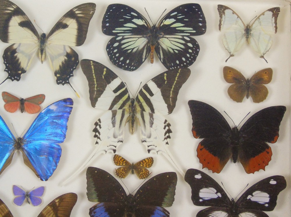 Antique Specimen Butterfly Case View III