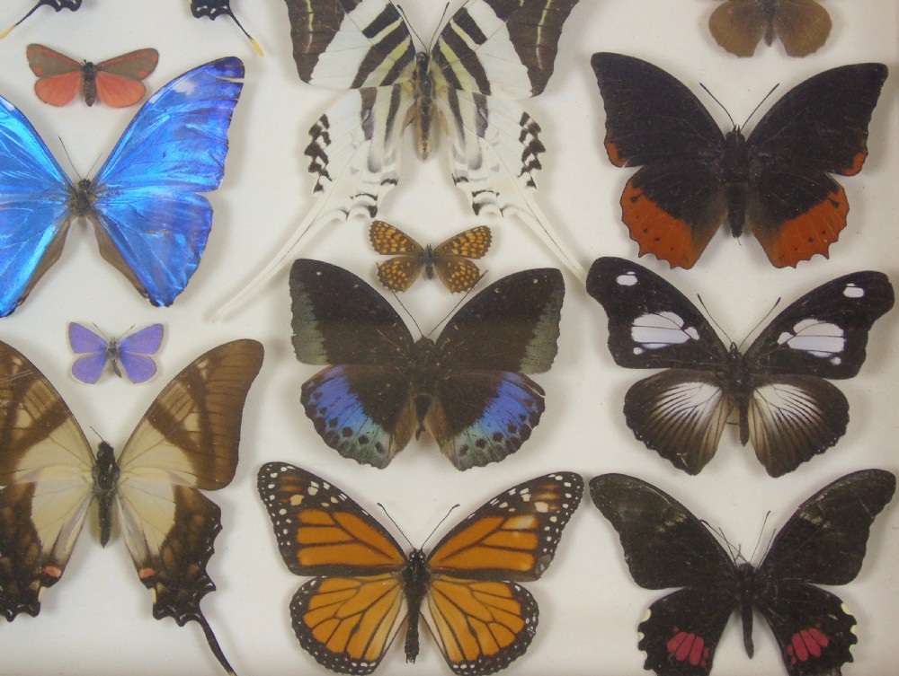 Antique Specimen Butterfly Case View IV