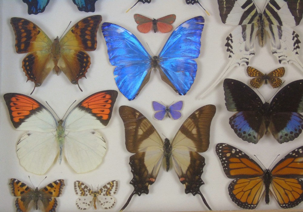 Antique Specimen Butterfly Case View V
