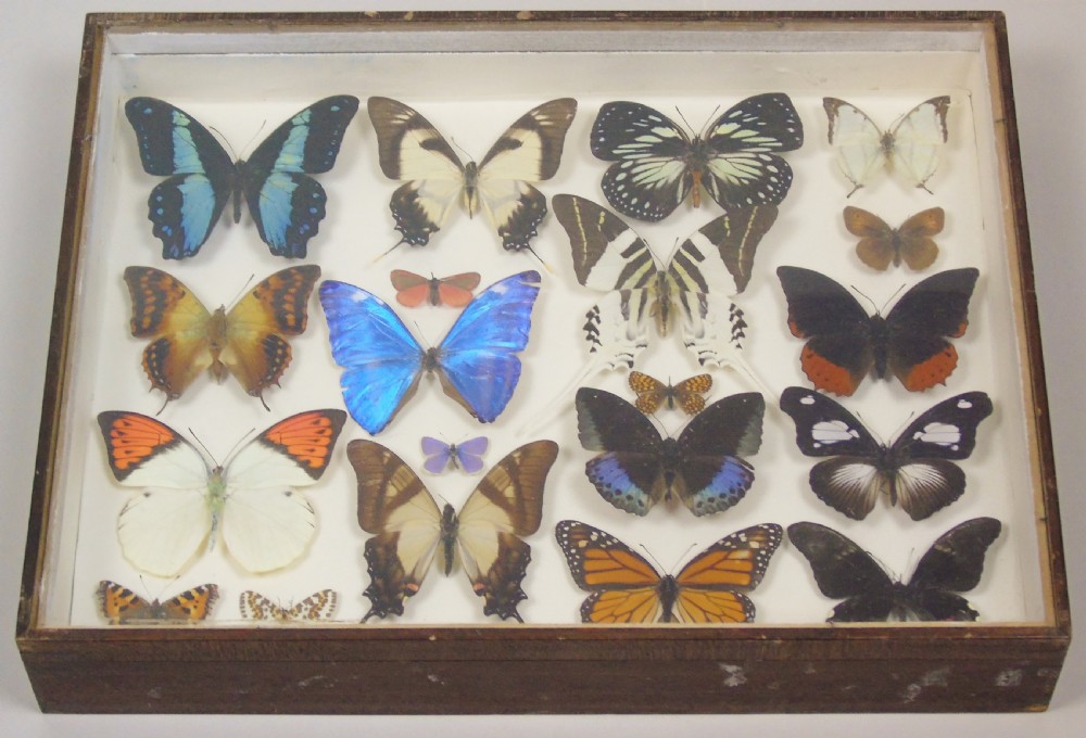 Antique Specimen Butterfly Case View VI