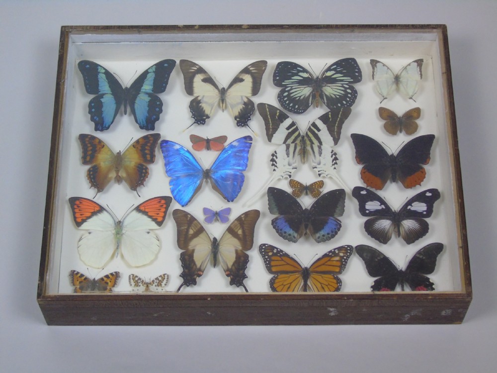 Antique Specimen Butterfly Case View VII