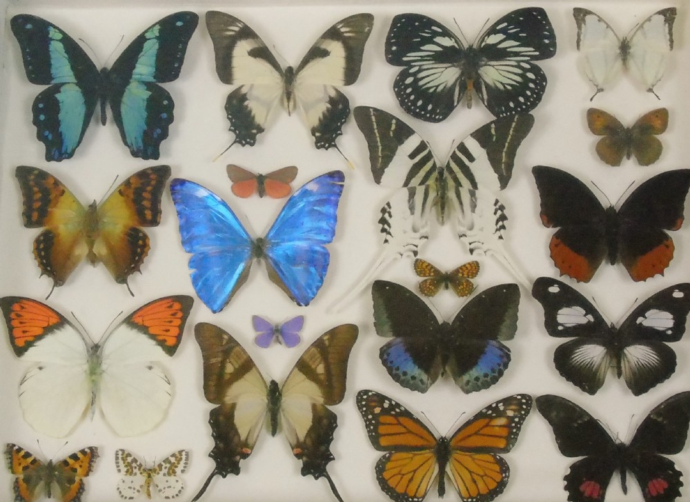 Antique Specimen Butterfly Case View VIII