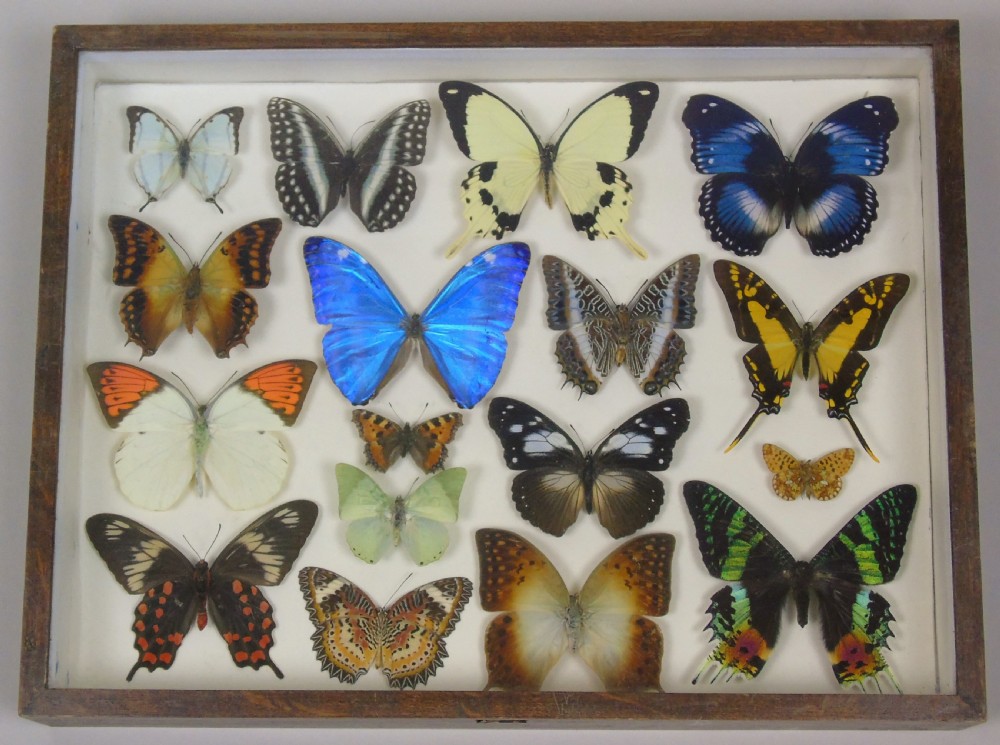 Antique Specimen Butterfly Case