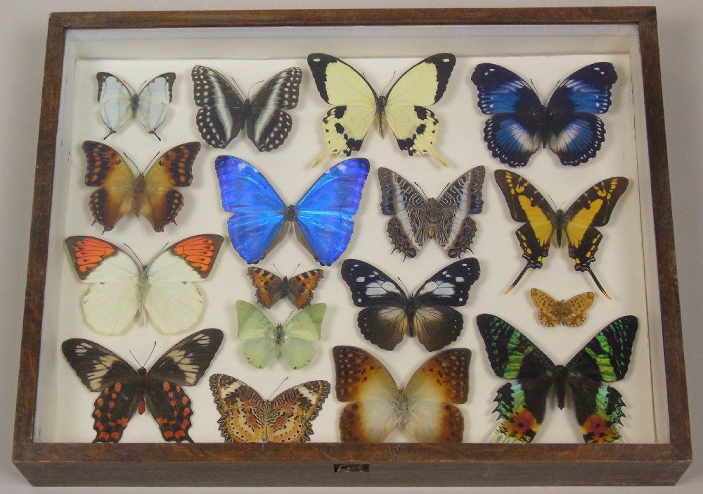 Antique Specimen Butterfly Case View II