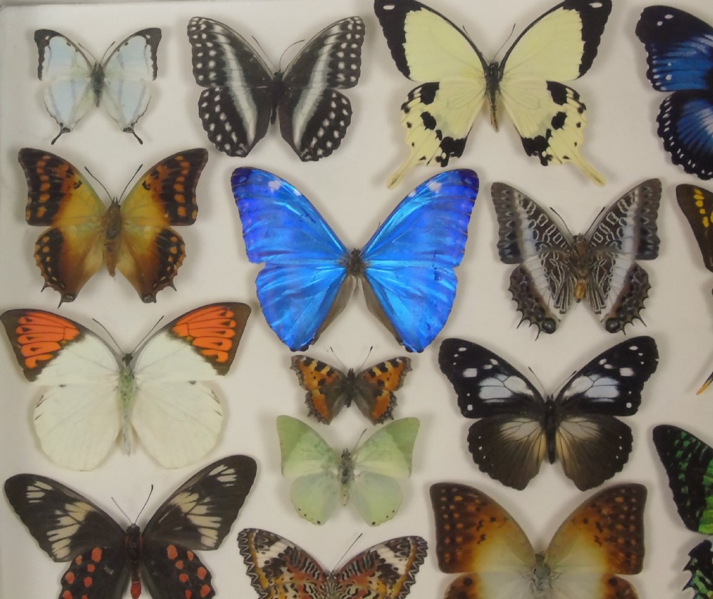 Antique Specimen Butterfly Case View III