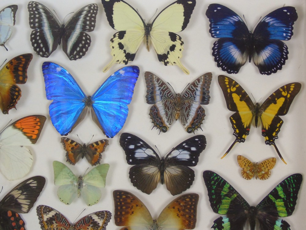 Antique Specimen Butterfly Case View IV